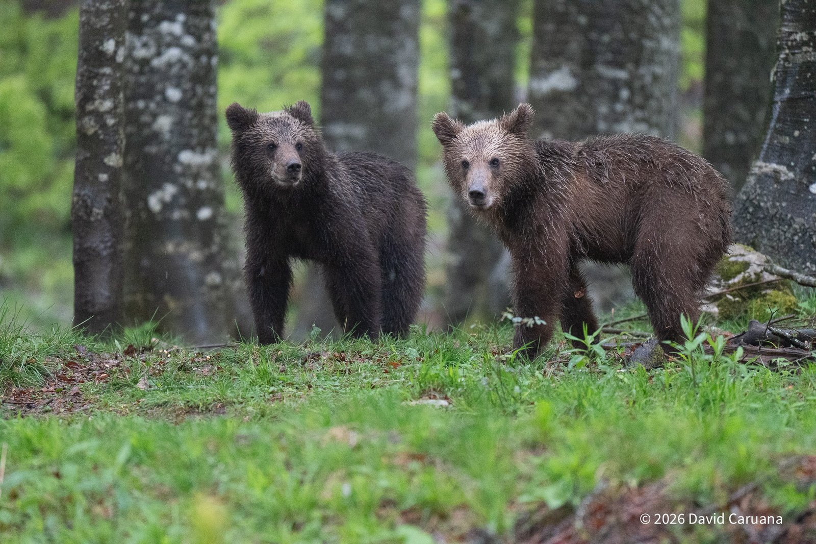 Slovenia Wildlife